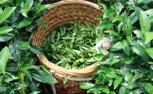 池州茶叶及茶制品检测,茶叶及茶制品检测费用,茶叶及茶制品检测机构,茶叶及茶制品检测项目